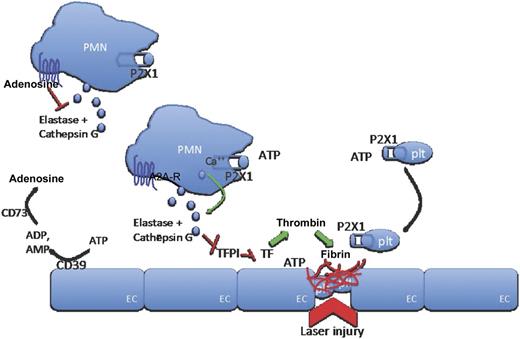 ATP, released at sites of vascular injury, interacts with P2X1 cation channels on PMNs and platelets to induce release of neutrophil elastase and cathepsin G and recruit platelets to the site of injury. Locally released elastase and cathepsin G inhibit TFPI, thereby releasing its inhibitory effect on locally activated tissue factor to allow coagulation generation of the fibrin clot to proceed. With increasing distance to the site of injury, ATP is hydrolyzed by ectonucleotidases (CD39) to ADP and AMP and further metabolized to adenosine. Adenosine inhibits PMN activation (and also elastase release) through interaction with A2A adenosine receptors on PMN surfaces to restrict PMN activation, and therefore coagulation, to the site of injury. A2A-R, adenosine receptor; EC, endothelial cell; plt, platelet.