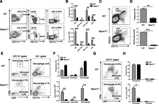 Figure 1. Mysm1 is required for DC development. (A-H) Spleens and BM from 4- to 6-week-old WT or Mysm1−/− mice were analyzed by FACS for the indicated cell populations (n = 4). (A) FACS analyses of splenic cDCs (CD11chighMHCII+) and the subsets: CD8+ cDCs (CD11chighMHCII+CD8+CD11b−), CD8− cDCs (CD11chighMHCII+CD8−CD11b+), and splenic pDCs (CD11cintPDCA1+). (B) Frequency and cell numbers of splenic cDCs and pDCs from WT and Mysm1−/− mice. (C) FACS analyses of BM pDCs (CD11c+PDCA1+). (D) Frequency and cell numbers of pDCs from BM of WT and Mysm1−/− mice. (E) FACS analyses of splenic granulocytes (CD11b+Ly6g+Ly6clow), monocytes (CD11b+ Ly6gneg-lowLy6chigh), and macrophages (CD11b+Gr1−F4/80+). (F) Frequency and cell numbers of each cell type. (G) FACS analyses of BM-derived granulocytes and monocytes. (H) Frequency and cell numbers of each cell type. The data were shown form 1 of 3 independent experiments. *P < .05; **P < .01; ***P < .001.