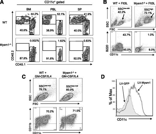 Figure 2. Intrinsic role of Mysm1 in DC development. (A) CD45.2+ (2 × 106) WT or Mysm1−/− BM cells were transplanted into lethally irradiated CD45.1+ recipient mice at 1:1 ratios with CD45.1+ WT competitor cells (2 × 106). CD45.2+ cell populations in recipients were determined by FACS at 3 weeks posttransplantation in BM, peripheral blood (PBL), and spleen (SP). The representative FACS data from 2 mice were shown. The experiments were repeated more than 3 times with similar results. (B) BM cells were harvested from the femurs and tibiae of Mysm1−/− and WT littermates and 2 × 106 cells/mL and were then plated in a 6-well plate. For Flt3L-induced DC differentiation, BM cells were cultured for 8 days without disruption in DC culture media supplemented with 100 ng/mL Flt3L. Cells were harvested and analyzed via FACS for pDCs (CD11c+B220+) and cDCs (CD11c+B220-−). The experiments were repeated more than 3 times with similar results. (C) For GM-CSF-induced DC culture, BM cells were cultured for 5 days in DC culture media supplemented with 20 ng/mL GM-CSF and 20 ng/mL IL-4. Cells were harvested and analyzed via FACS for cDC (CD11c+CD11b+). (D) BM cells from Mysm1−/− mice were transduced with either lentivirus-expressing mouse Mysm1 (LV-Mysm1) or control lentivirus (LV-GFP) for 8 hours. Cells were washed and cultured in Flt3L (100 ng/mL) supplemented media for 8 days and CD11c+ DC differentiation was analyzed by FACS. All the experiments were repeated more than 3 times with similar results. SSC, side scatter.