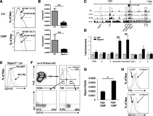 Figure 5. Mysm1 drives CMP toward DC lineage specification by upregulating Flt3 expression. Expression of Flt3 in Lin− BM cells and CMP population was analyzed by (A) FACS and (B) qPCR; the messenger RNA (mRNA) expression was normalized to glyceraldehyde 3-phosphate dehydrogenase messenger RNA amount. (C) Sequence alignment of dog, human, monkey, and mouse Flt3 genes; transcription start site (0); and promoter site (P). (D) ChIP assay analyzed recruitment of Mysm1 to Flt3 gene locus in WT Lin− BM cells. The prepared chromatin was immunoprecipitated with either an anti-Mysm1 antibody or control IgG, and pulled-down DNA was eluted and subjected to qPCR using the primers designed from conserved region (boxed) among species. (E) Lin− cells were sorted from Mysm1−/− BM and transduced with retrovirus-expressing GFP (RV-GFP) or Flt3 (RV-Flt3) for 12 hours. Cells were cultured in DC culture media supplemented with 100 ng/mL of Flt3L (at a density of 1 × 105 cells/100 uL) for 8 days. FACS was used to analyze the differentiation of CD11c+ DCs. (F-H) Mysm1 drives CMPs to DC lineage specification. CMPs from WT BM was sorted and divided into 2 populations by Flt3 expression: Flt3− CMPs and Flt3+ CMPs. The sorted cells were cultured in Flt3L-supplemented media for 8 days and surface markers CD11c and Gr1 was used to analyze DC differentiation by FACS (F), and Mysm1 levels in these 2 populations were measured by qPCR (G). Flt3− CMP population was infected with lentivirus expressing either GFP or Mysm1, and was cultured in Flt3L-supplemented media for 8 days. Surface expression of CD11c and Flt3 was analyzed by FACS (H). *P < .05; **P < .01.