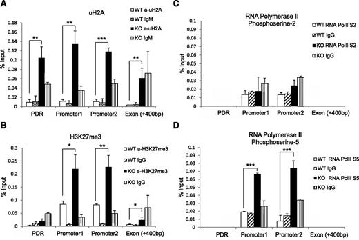Figure 6. Altered histone modification and RNA polymerase activity at Flt3 locus in Mysm1−/− BM. ChIP assay analyzed BM Lin− cells from WT or Mysm1−/− mice via (A) anti-uH2A, (B) anti-H3K27me3, (C) anti-phosphoserine-2 RNA polymerase, or (D) anti-phosphoserine-5 RNA polymerase II. The precipitated DNA was analyzed by qPCR with primers amplifying Flt3 promoter regions (promoter 1 and 2), promoter deprived region (control primer), and Flt3 exon 1 region. *P < .05; **P < .01; ***P < .001. PDR, promoter-deprived region.