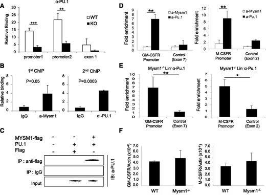 Figure 7. Mysm1 mediates localization of PU.1 to the Flt3 locus, but not to the GM-CSF-α receptor and M-CSF receptor loci. (A) ChIP analyses of PU.1 recruitment in WT or Mysm1−/− BM Lin− cells. The precipitated DNA was analyzed by qPCR via 2 sets of primers amplifying the Flt3 promoter region (promoter 1 and promoter 2) or the first exon (exon1) and normalized with IgG control. (B) Sequential 2-step ChIP analyses of Mysm1 and PU.1 recruitment to the Flt3 promoter in WT BM Lin− progenitors. Chromatin was immunoprecipitated with anti-Mysm1 or IgG for the first ChIP. The pulled-down chromatin was eluted and reimmunoprecipitated with anti-Pu.1 or IgG for the second ChIP. The released DNA from the first and second ChIP were subjected to qPCR analysis using primers encompassing Flt3 promoter. Relative binding was defined by determining the ratio of immunoprecipitated DNA to that in the input sample. The ratios of the control IgG-immunoprecipitated DNA to that in the input samples were set as 1.0. (C) Coimmunoprecipitation assay of Mysm1 and PU1. pCMV-Pu.1 plasmid was cotransfected with either pCMV-Flag-Mysm1 or pCMV-Flag expression plasmid into HEK293T cells and cell lysates were incubated with anti-Flag antibody and immunoprecipitated proteins were analyzed by anti-PU.1 antibody via western blot analysis. (D) ChIP analysis of Mysm1 and PU.1 recruitment to GM-CSF-α receptor or M-CSF receptor gene loci in WT Lin− cells. The signal was normalized to IgG control. (E) ChIP analysis of PU.1 recruitment to the promoter loci of GM-CSF-α receptor and M-CSF receptor. Lin− cells were isolated from Mysm1−/− BM and chromatin was immunoprecipitated with anti-PU.1 or IgG. The pulled-down DNA was eluted and amplified by qPCR via primers spanning the promoter or exon regions of GM-CSF-α receptor and M−CSF receptor. The signal was normalized to IgG control. (F) The qPCR analyzing messenger RNA of GM-CSF-α receptor (GM-CSFR) and M-CSF receptor (M-CSFR) in WT and Mysm12/2 Lin2 cells. *P < .05; **P < .01; ***P < .001.