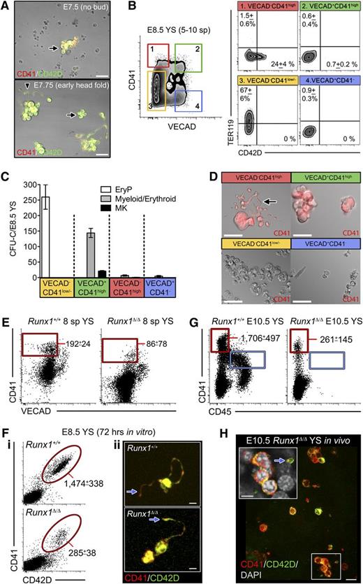 Figure 2. DPFCs emerge in parallel to the progenitor cell lineage. (A) Representative image of E7.5 and E7.75 YS cultures after 72 hours. Scale bar represents 20 μm. After dissection, YSs were incubated in 0.25% trypsin/EDTA at 37°C for 5 minutes, mechanically dissociated, and then cultured in serum-free medium with 100 ng/mL recombinant mouse THPO (anti-CD41-APC and anti-CD42D-PE antibodies were added to the culture medium). Note that CD41+CD42D+ cells (arrows) were generated from both stages, but proplatelets (arrowhead) were only from E7.75 cultures (n = 3). Scale bar represents 30 μm. (B) Plots of VECAD, CD41, CD42D, and TER119 expression in pooled E8.5 YSs (n = 3). (C) Distribution of E8.5 CFU-EryP (white), CFU-myeloid/erythroid (gray), and CFU-MK (black) in 1 embryo equivalent of sorted YS cells. Error bars indicate SEM (n = 3). EryP colonies were distinguished from erythroid burst-forming unit (BFU-E; which contain both adult-type red cells and 1 leukocyte lineage) according to morphology. (D) Representative images from cultures of purified E8.5 YS populations cultured in proplatelet medium (with anti-CD41-APC and anti-CD42D-PE) for 72 hours (n = 3). Scale bar represents 30 μm. Although VECAD−CD41high cells generated CD41+CD42D+ MKs, proplatelet-forming CD41+CD42+ cells (arrow) were only observed from cultures of VECAD−CD41high cells. (E) Representative plots from Runx1+/+ (n = 5) and Runx1Δ/Δ (n = 6) E8.5 YS cells at the 8-sp stage demonstrating that the VECAD−CD41high proplatelet-forming lineage is specified in the absence of RUNX1. Values indicate the numbers of cells detected (mean ± SD). (F) E8.5 Runx1Δ/Δ YSs were capable of forming CD41+CD42D+ cells after 72 hours in the proplatelet assay (i); these cells are capable of proplatelet formation in vitro (ii). Values represent the mean ± SEM (n = 3). Scale bar represents 30 μm. (G) Representative plot of CD45 and CD41 expression in E10.5 YS from Runx1+/+ (n = 6) and Runx1-null (n = 8) embryos demonstrating that in the absence of RUNX1 DPFCs can develop (red gate) while HPCs are completely absent (blue gate). Values indicate the numbers of cells detected (mean ± SD). (H) Representative (n = 6) confocal z-stack of Runx1Δ/Δ E10.5 YS showing CD41highCD42D+ DPFCs and platelets (arrow) can be produced in vivo despite the complete absence of HPCs. Scale bar represents 10 μm. Inset, optical section of boxed region showing a free platelet (arrow) within the Runx1-null YS. Scale bar represents 5 μm.