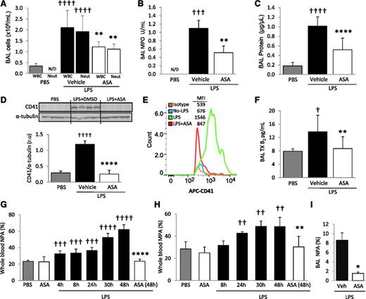 Figure 2. LPS produces ALI, increased blood NPA and MPA, and the intra-alveolar accumulation of platelets and NPA; ASA attenuates these responses. (A) BAL WBC and neutrophil counts, (B) MPO activity in the cell-free BAL, and (C) lung protein permeability in PBS and LPS-challenged mice + ASA vs vehicle (DMSO) controls. **P < .01, ****P < .0001 vs vehicle groups and †††P < .001, ††††P < .0001 vs PBS. (D) Densitometric analysis and representative membrane of blots against CD41 protein performed on BAL cells in PBS controls and LPS + ASA vs vehicle group. ††††P < .0001 and ****P < .0001 vs PBS and vehicle, respectively. (E) CD41 (and isotype control) flow cytometry analysis in BAL cells from mice with no LPS and LPS ± ASA with representative histogram plots and MFI (representative of 5 independent experiments). (F) TXB2 levels in cell-free BAL from control and LPS + ASA vs vehicle groups. †P < .05 vs PBS; **P < .05 vs vehicle. (G) Percentage NPAs and (H) percentage MPAs in whole blood at different time points after LPS instillation and effects of ASA treatment at indicated times. ††P < .01, †††P < .001, and ††††P < .0001 vs PBS; and **P < .01 and ****P < .0001 vs LPS-challenged mice at 48 hours. (I) Percentage NPAs in BAL after LPS + ASA vs vehicle (at 48 hours). *P < .05 vs vehicle. Data are mean ± SD of 5 to 10 animals per group.