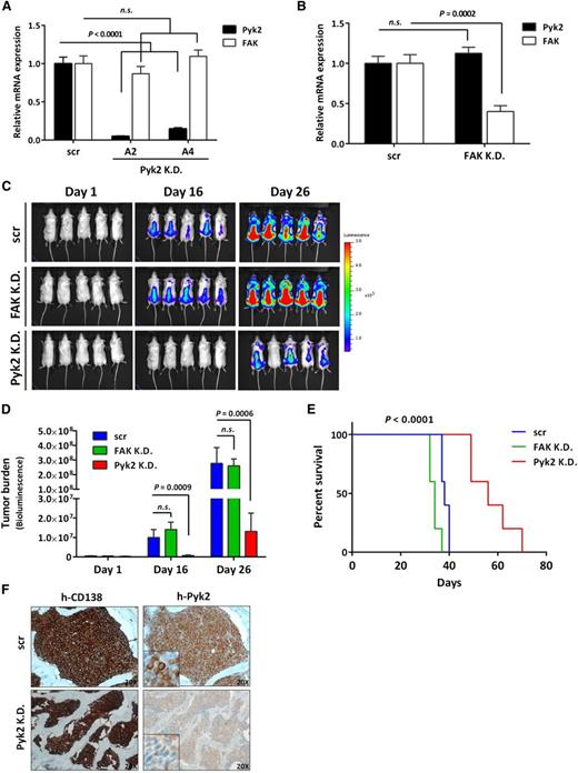 Figure 2. Pyk2 silencing decreases MM tumor growth in a mouse xenograft model. (A) Inhibition of Pyk2 induced by shRNA (A2 and A4) in GFP+/Luc+-MM.1S cells was validated using qPCR. No compensatory increase of FAK was observed. (B) shRNA-mediated FAK inhibition in GFP+/Luc+-MM.1S cells did not induce a compensatory increase of Pyk2. (C-D) SCID/Beige mice were injected IV with GFP+/Luc+-MM.1S Pyk2-knockdown (A4) or FAK-knockdown cells (3 × 106/ mouse) to establish an MM xenograft model (n = 5 per group). Tumor burden was detected and quantified using BLI. Inhibition of Pyk2 significantly reduced MM tumor burden compared with scramble control. Quantification of tumor burden has been detected by BLI (bars indicate mean ± SD; P indicates P values). (E) Mice bearing Pyk2-knockdown cells exhibited significantly prolonged survival (P < .0001), whereas inhibition of FAK did not prolong the survival of mice. (F) Inhibition of Pyk2 in CD138+ tumor cells derived from BM of Pyk2-knockdown mice was reconfirmed by immunohistochemistry. K.D., knockdown; n.s., not significant; scr, scramble control.