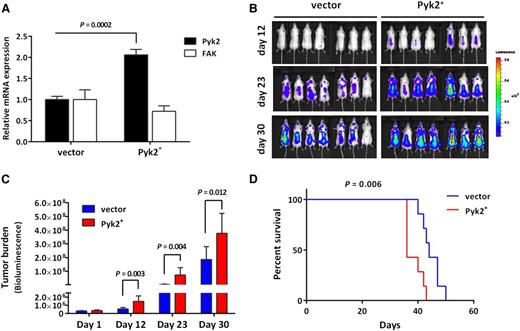 Figure 4. Overexpression of Pyk2 promotes MM tumor growth in vivo. (A) The Pyk2 mRNA level is increased in GFP+/Luc+-MM.1S Pyk2-overexpressing cells. (B-C) SCID/Beige mice were injected IV with GFP+/Luc+-MM.1S Pyk2-overexpressing cells (3 × 106/ mouse) to establish the MM xenograft model (n = 7 per group). Tumor burden was detected and quantified using BLI. Overexpression of Pyk2 significantly promoted MM tumor growth compared with vector control. Quantification of tumor burden has been detected by BLI (bars indicate mean ± SD; P indicates P values). (D) Mice bearing Pyk2-overexpressing cells exhibited poor survival compared with vector control mice (P = .006).
