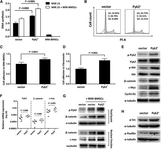 Figure 5. Overexpression of Pyk2 enhances MM cell proliferation, adhesion, and cell-cycle progression. (A) GFP+/Luc+-MM.1S Pyk2-overexpressing cells were cultured alone or in the presence of MM-BMSCs for 48 hours. Overexpression of Pyk2 increased MM cell proliferation in the presence or absence of MM-BMSCs. (B) Overexpression of Pyk2 promotes MM cell-cycle progression by increasing the G2/M phase population. (C-D) GFP+/Luc+-MM.1S Pyk2-overexpressing cells were cultured in MM-BMSC–coated or fibronectin-coated wells for 2 hours. Overexpression of Pyk2 enhanced the adhesion ability of MM cells to BMSCs (P = .0017) and fibronectin (P = .0021). (E) Overexpression of Pyk2 increased β-catenin, c-Myc, and Cyclin D1 expression. (F) Increased mRNA levels of Pyk2, β-catenin, and c-Myc in BM specimens harvested from mice that were injected with Pyk2-overexpressing cells. (G) Overexpression of Pyk2 further enhanced the upregulation and nuclear translocation of β-catenin in MM cells induced by interaction with BMSCs, resulting in higher nuclear c-Myc expression. (H) Src and Paxillin were activated upon increased activity of Pyk2.