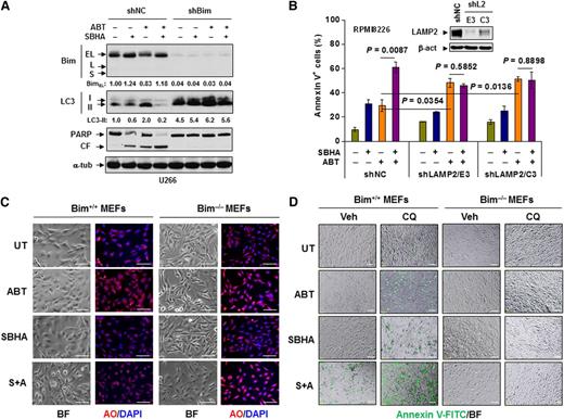 Figure 5. Bim is required for disruption of autophagy and induction of apoptosis induced by ABT-737. (A) U266 cells stably transfected with Bim or scrambled sequence shRNA were incubated with 300 nM ABT-737 with or without 20 μM SBHA for 24 hours. Following treatment, immunoblotting analysis was performed to monitor Bim expression, LC3 processing, and PARP cleavage. (B) RPMI8226 cells stably transfected with LAMP2 (two subclones designated E3 and C3) or scrambled sequence shRNA (inset) were exposed to 300 nM ABT-737 with or without 20 μM SBHA for 24 hours followed by flow cytometry to determine the percentage of apoptotic cells. (C) MEFs derived from wild-type (Bim+/+) or bim knockout (Bim−/−) mice were treated with 500 nM ABT-737 with or without 20 μM SBHA for 16 hours, after which cells were stained with acridine orange (AO). (D) MEFs were exposed to 500 nM ABT-737 with or without 20 μM SBHA in the presence or absence of 50 μM CQ for 24 hours, after which cells were stained with annexin V-FITC. For both 5C and 5D images were captured by inverted fluorescence microscopy. BF, bright field. Scale bar = 10 μm; magnification ×10. S+A, SBHA + ABT-737; shL2, shLAMP2.