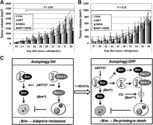 Figure 7. The HDACI/BH3-mimetic regimen displays activity in vivo which is blocked by Bim shRNA knockdown. (A-B) NOD/SCID-γ mice were subcutaneously inoculated in the flank with (A) 5 × 106 PS-R or (B) U266/shBim cells. Doses of 100 mg/kg ABT-737 and 200 mg/kg SBHA were administrated intraperitoneally individually or in combination (n = 5 per group) 3 days per week. Control animals were administered equal volumes of vehicle. Tumor size was measured by caliper, and volumes were calculated by using the formula (length × width2)/2. (C) A mechanistic model for the roles of Bim in adaptive drug resistance and priming resistant MM cells toward death. Left: BH3 mimetics (eg, ABT-737) simultaneously activate apoptosis and autophagy by releasing Bim and Beclin-1 from Bcl-2, respectively. Whereas the former action is therapeutically beneficial, it is opposed by the latter cytoprotective response (autophagy ON), which raises the cell death threshold and promotes drug resistance. In this setting, Bim downregulation is associated with adaptive resistance to targeted agents such as bortezomib. Right: HDACIs upregulate Bim in MM cells, including those resistant to bortezomib due to Bim downregulation, and thereby reprime them to BH3-mimetic–induced apoptosis. The latter event is related, at least in part, to disruption of cytoprotective autophagy (autophagy OFF) through release of Bcl-2 from Bim and resulting enhanced sequestration of Beclin-1 by Bcl-2. Notably, inhibition of autophagy (eg, by CQ) significantly increases HDACI/BH3 mimetic regimen lethality, particularly in Bimlow MM cells. Thus, loss of Bim expression can contribute to an adaptive form of bortezomib resistance, and a Bim-targeting strategy combining HDACIs, which upregulate Bim, with BH3 mimetics, which release Bim from antiapoptotic Bcl-2 family proteins, may represent an effective approach to this problem.