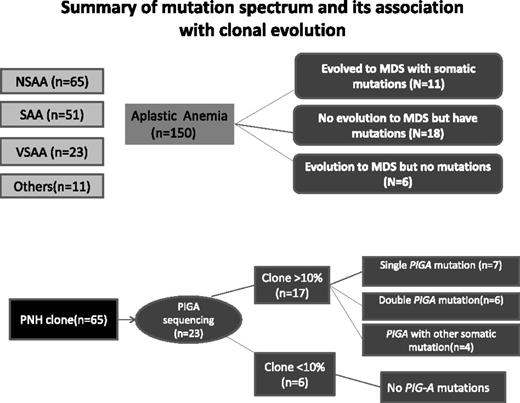 Figure 2. Schematic representation of patients in the study cohort based on severity of AA, presence of PNH clone, and presence of somatic mutations with or without transformation to MDS. The detailed data on PIGA mutations are provided in the supplemental Data. Only patients in the first cohort (n = 57) were screened for PIGA mutations, and 23 of 57 patients had a PNH clone detected by flow cytometry.
