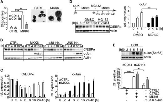 Figure 2. d.a.MKK6 expression leads to the modulation of expression levels of lineage-associated transcription factors. (A) HL60 cells transduced with d.a.MKK6 (MKK6) or control (CTRL) were induced with DOX (2 µg/mL). Cell morphology and monocytic marker (CD11b and CD14) expression of HL60 cells after 48 hours of d.a.MKK6 induction are shown (bar = 10 µm). Mean values ± SD were calculated from 3 independent experiments (**P < .01, ***P < .001). (B) d.a.MKK6 (MKK6) or control (CTRL) expressing HL60 cells were induced with DOX (2 µg/mL), and whole-cell extracts from an equal number of cells were analyzed at indicated time points. Blocking of the p38 signaling pathway by 10 µM SB203580 (p38 inh.) stabilized C/EBPα and inhibited c-Jun expression. JNK signaling pathway inhibition by 10 µM SP600125 (JNK inh.) had no effect. One representative blot of 3 experiments is shown. (C) Real-time RT-PCR assessment of C/EBPα and c-Jun expression in response to d.a.MKK6 expression. (D) Blocking proteasomal degradation by MG132 (10 µM) stabilizes C/EBPα. D.a.MKK6 was induced by DOX (2 µg/mL); after 6 hours, a proteasomal block was induced by adding MG132, and subsequently stabilization of C/EBPα levels was monitored for up to 4 hours (+1 to +4 hours). Stabilization of C/EBPα by MG132 interferes with c-Jun mRNA induction in d.a.MKK6-expressing HL60 cells (**P < .01). (E) c-Jun phosphorylation, assessed by western blotting, in response to d.a.MKK6 expression. Simultaneous d.a.MKK6 and d.n.c-Jun expression (defined as NGFR+GFP+) impairs the upregulation of CD14 and CD11b. Bars represent mean values ± SD of 3 independent experiments (*P < .05, **P < .005).