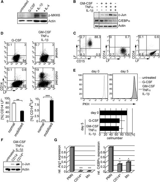 Figure 3. Proinflammatory cytokines induce neutrophil-to-monocyte reprogramming. (A) Primary G-CSF–induced neutrophilic granulocytes (untreated) were stimulated with G-CSF (100 ng/mL, lane 2) or proinflammatory cytokines (GM-CSF 10 ng/mL, TNFα 25 ng/mL) plus IL-1β (10 ng/mL; +IL-1β, lane 3) or IL-4 (25 ng/mL; +IL-4, lane 4). After 72 hours, whole-cell lysates were prepared for western blot analysis. (B) Neutrophils generated as in Figure 1 were stimulated with GM-CSF (10 ng/mL), TNFα (25 ng/mL), and IL-1β (10 ng/mL) as indicated, and whole-cell extracts were analyzed for c-Jun and C/EBPα protein levels. (C) Neutrophils isolated from G-CSF–mobilized blood display band-stage neutrophil morphology and are devoid of detectable CD14+ and CD34+ cells. Freshly isolated neutrophils from G-CSF–mobilized donors were analyzed by FACS for neutrophil markers (CD15 and LF), the hematopoietic stem/progenitor cell marker CD34, and the monocyte marker CD14. Quadrants were set according to isotype control stainings. (D) Neutrophils from G-CSF–mobilized, but not normal, donors show a monocytic phenotype in response to proinflammatory cytokines. After 5 days of stimulation with proinflammatory cytokines (GM-CSF 10 ng/mL, TNFα 25 ng/mL, IL-1β 10 ng/mL) or G-CSF (100 ng/mL), CD15+ cells were analyzed for CD14 vs LF expression by FACS. Bars represent mean ± SD (percentages of phenotypically defined cells; n = 4 normal and n = 4 G-CSF mobilized donors; ***P < 0.001, **P < 0.005). (E) Assessment of cell proliferation of neutrophils in culture. Neutrophils from G-CSF–mobilized donors were labeled with PKH26 (day 0) and further cultivated in the presence of G-CSF (100 ng/mL) or proinflammatory cytokines (GM-CSF 10 ng/mL, TNFα 25 ng/mL, IL-1β 10 ng/mL) for 5 days. Data are representative of 3 independent experiments. Bars represent mean percent cell recovery at day 5 after culture of neutrophils in the presence of the indicated cytokines (n = 4). (F) Day 5–stimulated CD14hi cells were separated by magnetic-activated cell sorting (MACS) and analyzed for c-Jun protein expression. (G) Neutrophils from G-CSF–mobilized blood (PMN), MACS-sorted day 5–stimulated CD14hi cells (CD14hi), and MACS-sorted monocytes from normal blood (Mo) were analyzed for arginase-1 and C/EBPα expression by RT-PCR. Mean values ± SD were calculated from 3 independent experiments and donors (*P < .05, ***P < .0001).
