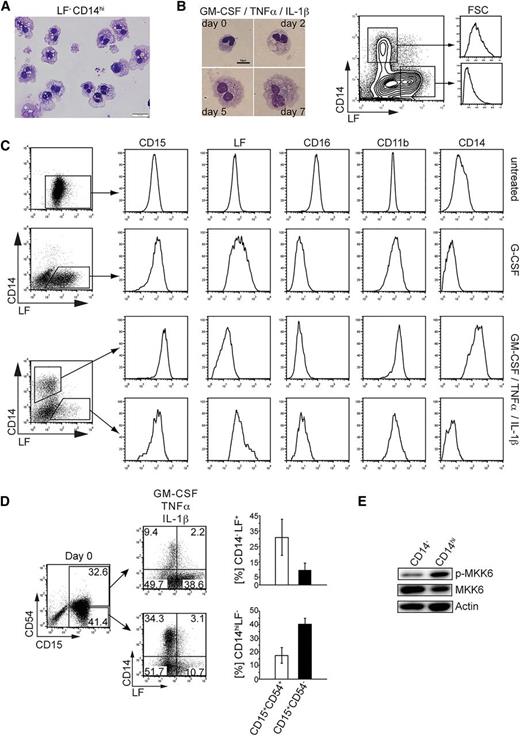 Figure 4. Analysis of CD14hi cells generated from band-stage neutrophils. (A) Neutrophils from G-CSF–mobilized donors were stimulated with proinflammatory cytokines (GM-CSF 10 ng/mL, TNFα 25 ng/mL, IL-1β 10 ng/mL). At day 5, CD14hi cells were FACS-sorted and cell morphology was assessed (bar = 20 µm). Data are representative of 4 independent experiments. (B) Cell morphology and cell size were analyzed by May-Grünwald-Giemsa staining (days 2-7; bar = 10 µm) or FACS (day 5; CD14+ or LF+ cell subsets were gated and analyzed for forward scatter intensity). (C) Day 5–stimulated neutrophils were gated as indicated and analyzed for the expression of informative marker molecules. Data are representative of 3 experiments. (D) CD15+CD54– neutrophils exhibit increased CD14hi cell differentiation potential. Freshly isolated neutrophils from G-CSF–mobilized donors were FACS-sorted for CD15 and CD54. CD15+CD54+ and CD15+CD54– neutrophils were stimulated with the cytokines GM-CSF (10 ng/mL), TNFα (25 ng/mL), and IL-1β (10 ng/mL) for 5 days and analyzed by FACS for CD14 and LF. Bars represent mean ± SD (percentages of phenotypically defined cells; n = 3). (E) Neutrophils from G-CSF–mobilized donors were stimulated as in (A) for 5 days. Phospho-MKK6 and MKK6 expression levels were assessed by western blot comparing proteins from equal number of cells. FACS-sorted CD14hi vs CD14– cells were separately analyzed.