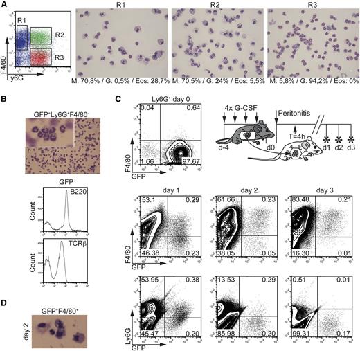 Figure 7. Emergence of neutrophils-derived monocytic cells in vivo. (A) Morphology of peritoneal lavage cells at day 1 after peritonitis induction. Leukocyte subpopulations from peritoneal lavage fluid (PLF) were FACS-sorted for Ly6G–F4/80+ (R1), Ly6G+F4/80+ (R2), and Ly6G+F4/80– (R3) and analyzed by May-Grünwald-Giemsa staining (bar = 10 µm). Percentages of cells were calculated (M, monocytes/macrophages; G, neutrophilic granulocytes; Eos, eosinophilic granulocytes). Representative cell morphology is shown. (B) Histomorphologic examination of GFP+Ly6G+F4/80– neutrophils before transfer into ThG-induced mice (bar = 10 µm). FACS histograms: GFP-nonexpressing cells were gated and analyzed for the expression of TCRβ and B220. (C) Time-dependent conversion of GFP+Ly6G+F4/80– neutrophils from G-CSF–mobilized mice to monocytelike cells in vivo. PB GFP+Ly6G+F4/80– neutrophils were isolated from lys-EGFP mice after treatment with G-CSF (upper diagram). Peritonitis in C57BL/6J wild-type mice was induced by intraperitoneal injection of 4% ThG. GFP+Ly6G+F4/80– neutrophils were transferred by intraperitoneal injection 4 hours postinduction of peritonitis. The phenotype of GFP+ cells in PLF was analyzed at indicated time points by FACS for Ly6G and F4/80 expression. Representative from 2 independent experiments are shown. (D) Histomorphologic analysis of sorted GFP+F4/80+ monocytelike cells from PLF at day 2 of peritonitis (original magnification ×20).