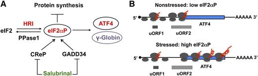 Selective enhancement of translation of activating transcription factor 4 (ATF4) and γ-globin mRNAs by eIF2αP in erythroid precursors. eIF2 is a heterotrimeric protein complex, which binds initiating methionyl transfer RNA and the 40S ribosomal subunit to start nascent polypeptide synthesis. HRI is the major eIF2α kinase in the erythroid lineage, and is indispensable in coordinating heme and globin synthesis as well as in combating oxidative stress. Phosphorylation of the α-subunit of eIF2 by HRI impairs the recycling of eIF2 for another round of initiation and thus inhibits translation of the vast majority of mRNAs. However, eIF2αP also selectively increases the translation of ATF4 mRNA. (A) In the 5′UTR of ATF4 mRNA, there are 2 uORFs that are preferentially translated under nonstressed conditions and prevent the downstream translational initiation in the coding sequence of ATF4 mRNA. As initiating 40S ribosomal subunits scan from the cap structure, translation starts at the uORF1. After termination of translation, the 40S subunit remains associated with mRNA and reinitiates efficiently at uORF2 under nonstressed conditions. Upon stress, elevated eIF2αP impairs the reinitiation of 40S at uORF2 due to limiting functional eIF2. Thus, 40S continues to scan downstream and initiates at the AUG codon of the coding sequence of ATF4 mRNA permitting the synthesis of ATF4 protein. (B) The homeostasis of the cellular eIF2αP level is controlled not only by the activation of HRI, but also by dephosphorylation of eIF2αP by PPase1 in order to regenerate active eIF2. CreP and GADD34 are the 2 regulatory proteins that recruit eIF2αP to PPase1 for dephosphorylation. Salubrinal, a small chemical molecule, is a selective inhibitor of dephosphorylation of eIF2αP by interfering with the recruitment of eIF2αP to PPase1. Thus, treatment of cells with salubrinal results in an increased eIF2αP level. In differentiating human erythroid cells, γ-globin translation is increased upon salubrinal treatment as shown in this Blood article.