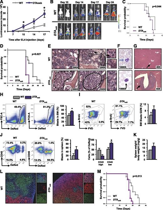 Figure 2. Increased leukemia blast infiltration in DTAosb mice. (A-C, E-I) Syngeneic 2-month-old C57BL/6 WT or DTAosb mice were injected with EL4-GFP-Luc cells and leukemia progression was assessed with an in vivo imaging system. (A, B) Luminescence intensity was quantified in the whole body at different time points (A) and shown here in representative images (B). (C) Overall survival of male WT and DTAosb mice (A-C, n = 9-11 mice per group). (D) Overall survival of female WT and DTAosb mice (D, n = 4 DTAosb and n = 10 WT mice per group) measured in a separate experiment performed as described for panels A-C. (E) Hematoxylin and eosin (H&E) staining of bone marrow sections. The area depicted by solid line represents normal bone marrow, with evidence of trilineage hematopoiesis, whereas areas delineated by dotted lines indicate blast infiltrates. Right panels show inset magnifications of indicated areas. Black arrows indicate isolated blasts. (F) Wright staining of blood smears. Blasts with fine chromatin and prominent nucleoli are seen in DTAosb mice. Blue arrow indicates normal neutrophil, whereas black arrow indicates a blast. (G) H&E staining of liver sections. Arrows indicate blast infiltrates. (H) Representative flow cytometry plots and percentage of MLL-AF9 cells in the bone marrow. (I) Representative flow cytometry plots and percentage of marrow MLL-AF9 cells in G2/M phase. (J) Representative flow cytometry plots and percentage of MLL-AF9 cells in the spleen. (K) Spleen weight over total body weight in leukemic mice. (L) Immunofluorescence staining of spleen sections showing DsRed-MLL-AF9 cells, CD45-expressing (green) cells, and 4,6-diamidino-2-phenylindole nuclei staining (blue). Left panel (×10); right small panels (×63). (M) Survival probability of male and female WT and DTAosb mice injected with MLL-AF9 cells (n = 11 DTAosb and n = 10 WT mice). (D-F, n = 5-6 mice per group; G-L, n = 3 mice in WT group and n = 4 mice in DTAosb group). *P < .05 vs WT mice.