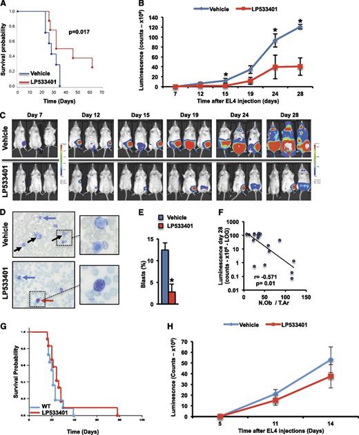 Figure 4. Increased osteoblast numbers suppress acute lymphoblastic leukemia. Syngeneic 2-month-old albino C57BL/6 mice were treated orally with LP533401 (200 mg/kg of body weight per day) or vehicle for 15 days and then injected with EL4-GFP-Luc cells. (A) Overall survival of mice treated with LP533401 or vehicle. (B) Whole body luminescence counts assessing leukemia progression. (C) Representative whole body luminescence images. (D) Wright staining of blood smears. Black arrows indicate blasts, blue arrows indicate normal neutrophils, and red arrow indicates lymphocyte. Right panels show inset magnifications of blasts. (E) Percentage of blasts (mean ± standard error of the mean) counted in a total count of 50 cells in peripheral blood smears. (F) Correlation between osteoblast numbers and leukemia tumor burden assessed by luminescence quantification on day 28 (n = 9 mice per group). Overall survival (G) and whole body luminescence counts (H) in syngeneic 2-month-old albino C57BL/6 mice treated orally with LP533401 (200 mg/kg of body weight per day) 1 day following injection with EL4-GFP-Luc cells (n = 10-11 mice per group). *P < .05 vs vehicle-treated mice.