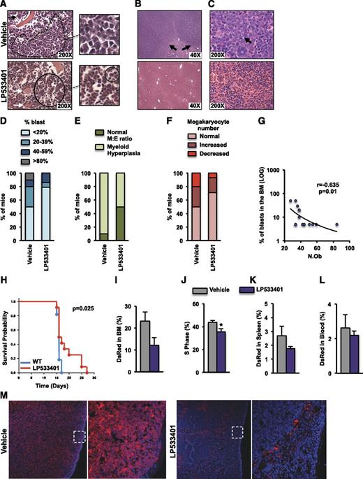 Figure 5. Increased osteoblast numbers suppress AML. (A-G) BALB/c mice at 2 months of age were treated orally, with either vehicle or LP533401 (25 mg/kg of body weight per day), for 4 weeks. WEHI-3B cells were injected on day 14 following the beginning of the treatment. (A-C) H&E staining of sections showing blast infiltration (dotted line) in the marrow of vehicle-treated but normal myeloid and erythroid maturation (continuous line) in the marrow of LP533401-treated mice (inset magnifications of blasts and normal bone marrow are shown in the right panels, and normal megakaryocytes are indicated by white arrows) (A), extensive blast infiltration (black arrows) in the liver of vehicle-treated mice but normal liver morphology in LP533401-treated mice (B), and diffuse blast infiltration of splenic red pulp in vehicle-treated mice (black arrow) but normal red pulp with normal megakaryocytes (white arrow) and myeloid and erythroid colonies in LP533401-treated mice (C). (D-F) Frequency of blast infiltration (D), myeloid hyperplasia (E), and megakaryocyte numbers (F) in the bone marrow of mice treated with vehicle or LP533401 (A-F, n = 10-14 mice per group). (G) Correlation of osteoblast numbers with marrow leukemic blast percentage (n = 7-8 mice per group). (H-M) Syngeneic 2-month-old albino C57BL/6 mice were treated orally with LP533401 (200 mg/kg of body weight per day) or vehicle for 7 days and then injected with DsRed-MLL-AF9 cells and euthanized 12 days following injection. (H) Overall survival of leukemic mice treated with LP533401 or vehicle (n = 12 mice per group). Percentage of MLL-AF9 cells (I) and percentage of MLL-AF9 cells in the S1 phase (J). Percentage of MLL-AF9 cells in the spleen (K) and blood (L). (M) Immunofluorescence staining of spleen sections showing DsRed-MLL-AF9 cells and 4,6-diamidino-2-phenylindole staining (blue) (I-J, n = 5 mice per group). *P < .05 relative to WT vehicle.