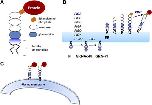 Figure 1. GPI anchor biosynthesis. (A) Core structure of the GPI anchor. The inositol-phospholipid (PI) is anchors into the lipid bilayer of the plasma membrane. The glycan core consists of a molecule of N-glucosamine, 3 manose molecules (Man), and a molecule of ethanolamine phosphate. The protein is covalently attached through an amide bond to an ethanolamine on the terminal mannose. (B) GPI anchor biosynthesis takes place in the endoplasmic reticulum. PIGA is 1 of 7 subunits involved in the first step of GPI anchor biosynthesis. There are ≥10 additional steps and >25 genes involved. After the protein is attached to the GPI anchor, the mature GPI-anchored protein goes to the Golgi, where fatty acid remodeling occurs and (C) eventually the GPI anchored protein is transported to the plasma membrane.