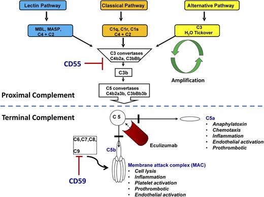 Figure 2. Complement regulation and eculizumab. The lectin, classical, and alternative pathways converge at the point of C3 activation. In PNH, hemolysis is usually chronic because the alternative pathway is always in a low-level activation state through a process known as tick-over. Terminal complement begins with cleavage of C5 to C5a and C5b. C5b oligomerizes with C6, C7, C8, and multiple C9 molecules to form the MAC. CD55 inhibits proximal complement activation by blocking the formation of C3 convertases; CD59 inhibits terminal complement activation by preventing the incorporation of C9 into the MAC. The absence of CD55 and CD59 on PNH cells leads to hemolysis, inflammation, platelet activation, and thrombosis. Eculizumab inhibits terminal complement activation by binding to C5 and preventing generation of C5a and C5b.