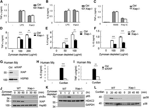 Figure 1. Defective responses of XIAP-deficient macrophages to dectin-1 agonist but not to LPS Pam3CSK4, poly (I:C), or R848. (A-C) Comparable LPS-, Pam3CSK4-, R848-, or poly (I:C)-induced TNF-α and IL-6 production in control and Xiap−/− cells. Control and Xiap−/− BMDMs were activated with LPS (250 ng/mL), Pam3CSK4 (500 ng/mL), R848 (2 μg/mL), or poly (I:C) (50 μg/mL), and the secretion of (A,C) TNF-α and (B) IL-6 was quantitated 18 hours later by enzyme-linked immunosorbent assay (ELISA) using IL-6 DuoSet and TNF-α DuoSet. (D-F) XIAP-knockout reduced dectin-1–induced cytokine secretion. Control and Xiap−/− BMDMs were seeded overnight and treated with zymosan depleted (100 μg/mL) to activate dectin-1. The (D) TNF-α, (E) IL-6, and (F) IL-10 generated were quantitated 16 hours after activation by ELISA. (G) Knockdown of XIAP in human macrophages. Human macrophages were differentiated from peripheral monocytes and were transfected with control and XIAP-siRNA. The expression levels of XIAP were determined 48 hours after transfection. (H-I) Reduced dectin-1–induced TNF-α and IL-6 in XIAP-knockdown human macrophages. Control and XIAP-knockdown human macrophages (48 hours after transfection) were seeded overnight and treated with zymosan depleted (100 μg/mL) to activate dectin-1. The TNF-α and IL-6 generated were quantitated 16 hours after activation by ELISA. **P < .01 and ***P < .001 for paired Student t test. Each data point represents mean of triplicate determinations in a single experiment, and each experiment (A-I) was repeated 3 times with similar results. (J-L) Impaired NF-κB activation and p38 MAPK phosphorylation in Xiap−/− BMDMs stimulated with dectin-1 ligands. (J,L) Total cell lysates and (K) nuclear extracts were prepared from BMDMs stimulated with (J-K) zymosan depleted or (L) curdlan at the indicated time points. (J,L) IκBα and p38 phosphorylation in total cell lysates and (K) the entry of p65 in nuclear extracts were determined by immunoblotting. HSP90 and HDAC2 were the internal controls for the total cell lysate or nuclear extract, respectively. (J-L) were repeated twice with similar results.