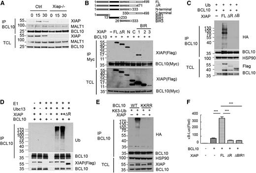 Figure 2. XIAP interacts with BCL10 and promotes BCL10 K63 polyubiquitination and BCL10-directed NF-κB activation. (A) Interaction between endogenous XIAP and BCL10 in macrophages. BMDMs were activated with curdlan, and total cell lysates were prepared at the indicated time points. Total cell lysates (1 mg) were immunoprecipitated with anti-BCL10, and the presence of XIAP, MALT1, and BCL10 was determined. (B) BCL10 interacts with the BIR1 domain of XIAP. FLAG-tagged full-length (FL), deleted RING finger (ΔR), N-terminal (N), C-terminal (C), BIR1, BIR2, or BIR3 of XIAP were cotransfected with BCL10-Myc into 293T. Total cell lysates were immunoprecipitated by anti-Myc, and the presence of XIAP and its mutants in immune complexes was detected by anti-FLAG. (C) FL-XIAP, but neither XIAPΔRF nor XIAPΔBIR1, promotes BCL10 polyubiquitination. HA-ubiquitin, BCL10, XIAP, XIAPΔRF, or XIAPΔBIR1 (ΔB) was transfected into 293T cells as indicated. Total cell lysates were prepared and immunoprecipitated by anti-BCL10, and Ub-containing protein was detected by anti-HA. (D) BCL10 K63 ubiquitination was induced by XIAP in vitro. In vitro ubiquitination assays were conducted in reaction mixtures containing human ubiquitin-K63, human E1, E2 (Ubc13), BCL10-FLAG, XIAP, or XIAPΔRF, as indicated. BCL10-FLAG was loaded on protein G magnetic beads through anti-FLAG. Reactions proceeded at 30°C for 1 hour. BCL10-FLAG-protein G was pulled down, separated on sodium dodecyl sulfate-polyacrylamide gel electrophoresis, and blotted with ubiquitin antibody (upper panel). The input is shown in the lower panel. (E) Lys31 and Lys63 on BCL10 were required for XIAP-mediated K63 ubiquitination on BCL10. WT-BCL10 or BCL10-KKRR (K31R, K63R) was cotransfected with XIAP and K63 Ub into 293T cells. Total cell lysates were immunoprecipitated by anti-BCL10. Ubiquitinated BCL10 of the immune complexes was detected by anti-HA antibody. (F) XIAP enhances BCL10-activated κB reporter. κB-Luc was transfected with EGFP, XIAP, XIAPΔRF, XIAPΔBIR1, and BCL10, as indicated, into 293T cells, and luciferase activity was determined 24 hours later. EGFP was used to determine transfection efficiency. ***P < .001 for paired Student t test. (A-F) Each experiment was repeated 3 times with similar results.