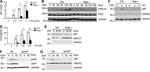 Figure 3. XIAP deficiency impairs TCR-, LPA-, and EGF-stimulated cytokine production and NF-κB activation. (A) Diminished IFN-γ production in Xiap−/− T cells. Purified T cells from normal littermate control and Xiap−/− mice were activated with plate-bound anti-CD3 (5 μg/mL), and the IFN-γ secretion was determined 48 hours later. (B-C) Reduced CD3-induced NF-κB activation in Xiap−/− T cells. Control and Xiap−/− T cells were activated with anti-CD3, and (B) total cell lysates and (C) nuclear extracts were prepared at the indicated time points. (B) IKK phosphorylation in total cell lysates and (C) the presence of p65 in nuclear extracts were determined by immunoblotting. HDAC2 was the internal control of the nuclear extract, whereas glyceraldehyde-3-phosphate dehydrogenase was the marker of the cytosolic extract. (D-E) Diminished LPA-stimulated IL-6 production and NF-κB activation in Xiap-deficient macrophages. Peritoneal macrophages were isolated from WT and Xiap−/− mice primed with thioglycolate and were stimulated with LPA (10 μM). (E) Nuclear extracts were prepared at 30 and 60 minutes, and the presence of p65 as determined. (D) IL-6 was quantitated by ELISA 16 hours later. (F-G) XIAP knockdown decreased EGF-induced NF-κB activation. Control siRNA or XIAP-specific siRNA was transfected into HepG2 cells by electroporation. HepG2 cells were plated 16 hours after transfection and treated with EGF (20 ng/mL) after another 24 hours. Total cell lysates and nuclear extracts were prepared at the indicated time points. (F) EGF-induced IκBα phosphorylation and (G) p65 nuclear translocation were measured in total cell lysates and nuclear extracts, respectively. *P < .05, **P < .01, and ***P < .001 for paired Student t test. (A,D) Each data point represents mean of triplicate determinations in a single experiment, and (A-G) each experiment was repeated 3 times with similar results.