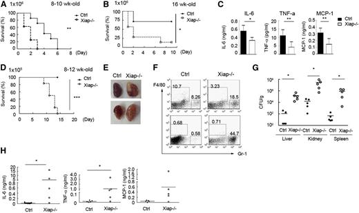 Figure 4. Xiap−/− mice exhibit heightened sensitivity to C albicans infection. (A-B) Poor survival of Xiap−/− mice following C albicans infection. C albicans (1 × 106) was intravenously administered to (A) 8- to 10-week-old and (B) 16-week-old WT and Xiap−/− mice. Survival of mice is presented by a Kaplan-Meier survival curve; n = 7 for A and B. (C) Reduced inflammatory cytokine production in Xiap−/− mice after C albicans infection. Serum from mice in A and B was collected 4 hours after C albicans injection, and the levels of IL-6, MCP-1, and TNF-α were determined; n = 10, 3 mice from A and 7 mice from B. (D) Poor survival of Xiap−/− mice following a low dose of C albicans infection. WT and Xiap−/− mice (8-12 weeks old) were intravenously injected with C albicans (1 × 105), and the survival of mice was monitored; n = 6. (E) Morphology of kidney from WT and Xiap−/− mice infected with low doses of C albicans. WT and Xiap−/− mice were intravenously injected with C albicans (1 × 105). Infected Xiap−/− mice were euthanized on 30% loss of body weight. Kidneys were isolated from Xiap−/− mice and WT mice infected at the same time (days 8-12 after infection). Two pairs of kidney (of 5) are shown. (F) Elevated neutrophil infiltration in C albicans-infected Xiap−/− mice kidney. Total kidney cells were prepared from the kidneys in E and stained with anti-F4/80 and anti-Gr-1, and the fraction of the macrophages (Gr-1−/intF4/80+) and neutrophils (Gr-1+F4/80−) was analyzed by flow cytometry. (G) Highly increased fungal burden in Xiap−/− mice infected with C albicans. Livers, kidneys, and spleens were removed from C albicans-infected WT and Xiap−/− mice in D between days 8 and 12. Colony-forming units of C albicans in each organ was determined. (H) Elevated inflammatory cytokine in Xiap−/− mice 1 week after C albicans infection. Serum from mice in D was collected 7 days after C albicans (1 × 105) injection, and the levels of IL-6, TNF-α, and MCP-1 were determined. *P < .05, **P < .01, and ***P < .001 for paired Student t test.