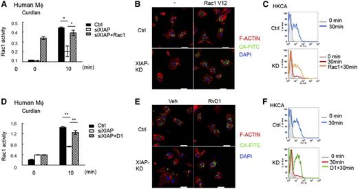 Figure 6. Defective dectin-1–mediated Rac1 activation and phagocytosis in XIAP-deficient human macrophages are corrected by resolvin D1. (A) Impaired Rac1 activity in XIAP-knockout human macrophages. Control (Ctrl) and XIAP-knockdown (small interfering XIAP) human macrophages, with or without active Rac1 (Rac1V12) transfected, were incubated with curdlan (100 μg/mL) and harvested at 0 and 10 minutes. The activation of Rac1 was measured by the G-LISA Rac1 activation assay kit. (B-C) Defective phagocytosis of C albicans in XIAP-knockdown human macrophages and restoration by Rac1V12 expression. Control and XIAP-knockdown human macrophages, with or without Rac1V12 transfected, were incubated with fluorescein isothiocyanate-conjugated heat killed C albicans (FITC-HKCA) for 30 minutes. Cells were collected at 0 and 30 minutes and analyzed by (B) confocal microscopy and (C) flow cytometry. (B) Cells were fixed, permeabilized, and stained with Alexa Fluor 594-Phalloidin (for F-actin) and 4′,6 diamidino-2-phenylindole for confocal microscopy. Bar indicates 20 μm. (C) Cells were also treated with trypan blue to quench the extracellular associated FITC, and the internalized FITC-conjugated bead was determined by flow cytometry. Gray shadow, fluorescence-activated cell sorting (FACS) profile at 0 minutes; blue and red curves, uptake of FITC-HKCA at 30 minutes; orange curve, internalization of FITC-HKCA at 30 minutes by Rac1V12-transfected macrophages. (D) Resolvin D1 restores Rac1 activity in XIAP-deficient human macrophages. Control and XIAP-knockdown human macrophages were incubated with curdlan (100 μg/mL) with or without AT-resolvin D1 (RvD1, 100 nM) pretreatment. Cells were harvested at 0 and 10 minutes, and the activation of Rac1 was measured. (E-F) Resolvin D1 restores phagocytosis of C albicans in XIAP-knockdown human macrophages. Control and XIAP-knockdown human macrophages, pretreated with vehicle or RvD1 (100 nM), were incubated with FITC-HKCA for 30 minutes. Cells were collected at 0 and 30 minutes and analyzed by (E) confocal microscopy and (F) flow cytometry. Gray shadowed curve, FACS profile at 0 minutes; blue and red curves, internalization of FITC-HKCA at 30 minutes; green curve, internalization of FITC-HKCA at 30 minutes by RvD1-treated macrophages. *P < .05 and **P < .01 for paired Student t test. Confocal images were obtained a Zeiss LSM 780 confocal microscope (Jena, Germany) with an objective lens of plan-Apochromat 63×/1.4 Oil DIC M27 at room temperature. 4′,6 Diamidino-2-phenylindole fluorescence was excited at 405 nm and collected at 420 to 470 nm. FITC fluorescence was excited at 488 nm and collected at 500 to 550 nm. Cy3 fluorescence (transfection indicator, not shown in figure) was excited at 561 nm and collected at 568 to 629 nm. Alexa Fluor 594 fluorescence was excited at 633 nm and collected at 641 to 758 nm. The pinhole was at 61.7 μm, with an 11.4-μm section. Images were taken by an AxioCam digital microscope camera (Zeiss) using Carl Zeiss software Zen 2010B SP1, version 6.0.