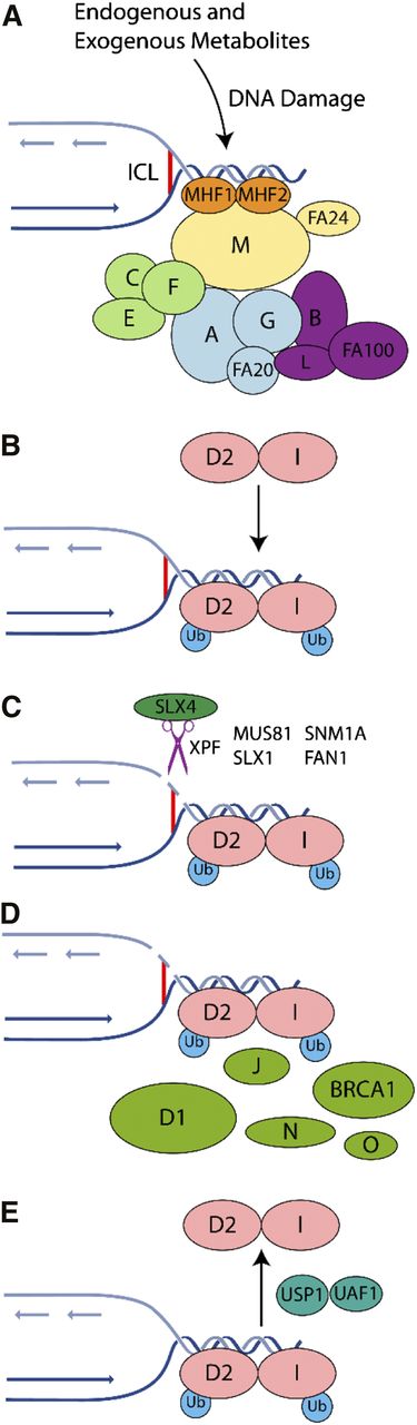 Figure 1. Mechanism of ICL repair in the FA pathway on collision of a replication fork with an ICL. The FA pathway is composed of ≥16 genes (A, B, C, D1, D2, E, F, G, I, K, L, M, N, O, P, and Q). The encoded proteins can be subdivided within the FA pathway into 3 groups: (1) proteins that make up the core complex; (2) the FANCI and FANCD2 proteins, which compose the ID2 complex; and (3) downstream effector proteins. (A) The FA pathway is activated during S phase of the cell cycle or on the detection of ICLs and DNA damage caused by other agents, including endogenous acetaldehydes. The FA core complex is recruited to the damage site through its interaction with the MHF1-MHF2-FANCM complex. (B) The ID2 complex becomes monoubiquitinated and remains associated with the DNA damage. The B-L-100 complex mediates the ubiquitination reaction, with the other 2 core subcomplexes (A-G-20 and C-E-F) playing accessory roles that remain to be elucidated. (C) Specialized endonucleases, in particular XPF/FANCQ-ERCC1 in complex with SLX4/FANCP, incise the DNA. (D) Within chromatin, the monoubiquitinated ID2 complex recruits DNA repair proteins including BRCA1, BRCA2/FANCD1, FANCJ, PALB2/FANCN, and RAD51C/FANCO. (E) Following successful repair, deubiquitination of the ID2 complex by USP1-UAF1 promotes its release from chromatin.