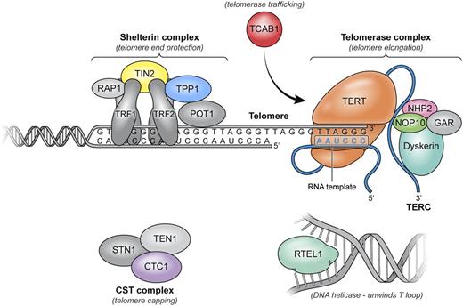 Figure 2. Components of telomere maintenance implicated in human disease. Telomeres are composed of thousands of TTAGGG repeats localized at the ends of linear chromosomes. Telomeres are coated by shelterin, a 6-protein complex (TRF1, TRF2, TIN2, POT1, TPP1, and RAP1) with multiple roles in maintaining telomere length homeostasis by forming the T loops, preventing DNA damage response activation, and recruiting the telomerase complex and modulating its activity. The 3′ end of the telomeric leading strand terminates as a single-stranded overhang, which folds back and invades the double-stranded telomeric helix, forming the T loop. Unwinding of the T loop, needed for telomere elongation, is done by a DNA helicase, RTEL1. Telomerase, the enzyme responsible for telomere elongation, has a 4-protein scaffold (dyskerin, NOP10, NHP2, and GAR) and an RNA template (TERC) and reverse transcriptase TERT. TCAB1 ensures trafficking of the telomerase complex to the telomeric ends. The CST complex has multiple proposed roles through its 3 members (CTC1, STN1, and TEN1); CTC1 inhibits telomerase activity and also promotes lagging strand synthesis by binding single stranded DNA and interacting with α polymerase primase. Components in gray have not been implicated in human disease.