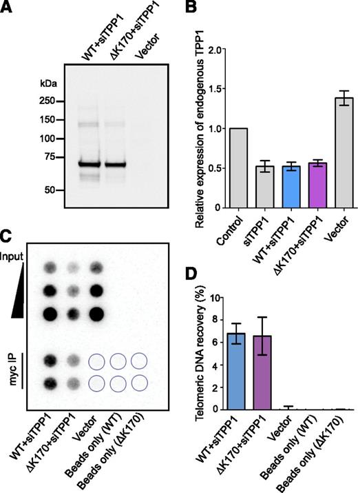 Figure 3. TPP1 with ΔK170 mutation localizes to telomeres. (A) Western blot of WT or ΔK170 TPP1, overexpressed in 293T cells in the presence of siRNA against endogenous TPP1. Vector: empty plasmid transfection only. (B) Levels of endogenous TPP1 mRNA, measured by qRT-PCR using primers in the 5′ UTR of the ACD/TPP1 gene. 293T cells were transfected with plasmids encoding WT or ΔK170 TPP1, followed by transfection with siRNA targeting the 5′ UTR of ACD/TPP1 or control siRNA. Vector: empty plasmid transfection only. (C) Telomere ChIP of myc-tagged, siRNA-resistant TPP1, expressed in 293T cells in the presence of siRNA to reduce endogenous TPP1 levels. Shown are 5%, 10%, and 20% of the input chromatin used in each immunoprecipitation (top). Immunoprecipitation with an anti-myc antibody, in duplicate (bottom). Blot was probed for telomeric DNA. (D) Quantitation of the amount of telomeric DNA recovered as a percentage of input, in three independent transfections and ChIP experiments (data shown as mean ± standard error of the mean).