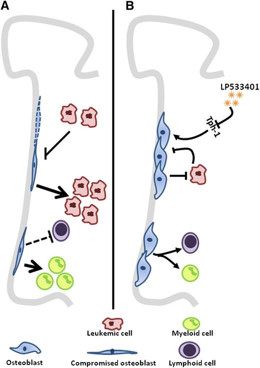 (A) A decrease in osteoblast numbers in mostly untreated AML/MDS patients is shown. In a DTAosb animal model where osteoblasts were deleted, there was a threefold increase in disease burden in addition to an alteration of lineage determination. (B) Conversely, increasing osteoblast numbers through the use of a Tph-1 inhibitor, LP533401, resumed normal hematopoiesis and resulted in a decrease of disease burden translated by a prolonged survival of leukemic mice.
