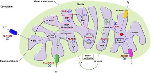 Schematic representation of mitochondrial pathways affected by genetic defects in congenital SAs. Genes mutated in congenital SAs (in red) are involved in several pathways: heme synthesis, mitochondrial iron homeostasis, tRNA biosynthesis. Nonsyndromic congenital SAs: 1, XLSA; 2, SLC25A38 deficiency; 5, glutaredoxin 5 deficiency; 6, erythropoietic protoporphyria. Syndromic congenital SAs: 3, thiamine-responsive megaloblastic anemia; 4, X-linked congenital SA with ataxia; 7, Pearson marrow-pancreas syndrome; 8, myopathy, lactic acidosis, and SA; 9. SA, SIFD. ABCB7, mitochondrial transporter for cytosolic Fe-S cluster; ALA, 5-aminlevulinic acid; ALAS2, d-aminolevulinate synthase 2; Co-A, coenzyme A; CP gen III, coproporphyrinogen III; FECH, ferrochelatase; GLRX5, glutaredoxin 5; PPIX, protoporphyrin IX; PUS1, pseudouridylate synthase 1; SLC19A2, transporter of TPP; SLC25A38, transporter of glycine; TPP, thiamine pyrophosphate; TRNT1, tRNA-nucleotidyltransferase 1.