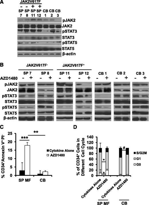 Figure 6. Mechanisms underlying the inhibitory effects of AZD1480 treatment on MF CD34+ cells. (A) pJAK2, pSTAT3, and pSTAT5 levels in 1 JAK2V617F-negative and CALR mutant-positive (SP 7), 1 JAK2V617F-negative and CALR negative (SP 8) and 2 JAK2V617F-positive (SP 11, 12) primary SP MF CD34+ cells were determined using western blotting. Both primary JAK2V617F-positive and -negative/CALR mutant-positive MF CD34+ cells showed similar degrees of enhanced JAK-STAT activity as compared with normal CB CD34+ cells. (B) pJAK2, pSTAT3, and pSTAT5 levels in SP MF CD34+ cells following the treatment with AZD1480 for 4 hours were determined using western blotting. AZD1480 treatment resulted in the inhibition of pJAK2 and/or pSTAT3/5 levels to varying degrees in both JAK2V617F-positive and -negative/CALR mutant-positive MF CD34+ cells, whereas, only limited inhibition of JAK-STAT activity was observed with normal CB CD34+ cells. (C) AZD1480 treatment induced apoptosis of SP MF CD34+ cells. Two days after the culture, the percentage of CD34+Annexin V+PI− cells was greater in SP MF CD34+ cells treated with cytokines plus AZD1480 as compared with that observed in SP MF CD34+ cells treated with cytokines alone (n = 10) or CB CD34+ cells treated with cytokines plus AZD1480 (n = 5) . ***P < .001; **P < .01. (D) AZD1480 treatment induced G0/G1 cell-cycle arrest in MF CD34+ cells. A significant accumulation of CD34+ cells in the G0 phase and a significant decrease of CD34+ cells in the G1 phase was observed in SP MF CD34+ cell (n = 10) treated with 150 nM AZD1480 for 3 days. By contrast, AZD1480 treatment did not alter the cell-cycle status of CB CD34+ cells (n = 5). *P < .05; #P = .07.