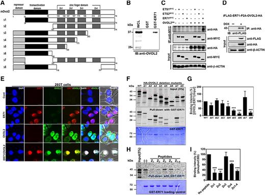Figure 1. ER71 directly interacts with OVOL2. (A) A schematic diagram of OVOL2 and its deletion mutants. (B) GST-ER71 interacts with OVOL2. Binding between recombinant GST-ER71 and OVOL2 from D3.5 EB was determined by immunoblotting by anti-OVOL2 antibody. (C) Coimmunoprecipitation between ER71 and OVOL2. Cell lysates of 293T cells that were transfected with the control or expression plasmid of ER71-MYC, ETS1-MYC, ETS2-MYC, and/or HA-OVOL2 were immunoprecipitated (IP) with anti-MYC antibodies and immunoblotted with anti-MYC and anti-HA antibodies, respectively. β-ACTIN was used for loading control. (D) iFLAG-ER71-HA-OVOL2 ESCs in which the expression of ER71 and OVOL2 is dependent upon doxycycline (DOX) were differentiated in a serum-containing media, treated with DOX at D1 and harvested at D3.5 of differentiation. Subsequently, cell lysate was subjected to immunoprecipitation with anti-HA antibody, followed by immunoblotting with anti-FLAG antibodies. β-ACTIN was used for loading control. (E) Colocalization of ER71 and OVOL2; 293T cells transiently transfected with ER71-MYC and/or HA-OVOL2 were immunostained with antibodies against MYC or HA, and then analyzed by confocal microscopy. Red and green denote ER71 and OVOL2, respectively. DAPI was used for visualization of nucleus (blue), and all fluorescent images were overlaid with phase contrast images (Merge, last column of panels). All images are magnified views of the original images in supplemental Figure 2. Scale bars, 10 μm. (F) GST-ER71 pull-down with in vitro translated OVOL2. Purified GST-ER71 was incubated with each 35S-labeled WT or mutants OVOL2. Subsequently, pull-down products were subjected to sodium dodecyl sulfate polyacrylamide gel electrophoresis, followed by analysis of radioactive signals by phosphor imager. The phosphor image of input amount of mutant OVOL2 given for binding (top); the phosphor image of mutant OVOL2 that was precipitated by GST-ER71 (middle), and Coomassie blue staining for GST-mER71 that was used for each binding (bottom). (G) Quantification of radioactive signals from in vitro pull-down assays. Binding affinity between GST-ER71 and 35S-labeled OVOL2 mutants were analyzed and presented in the graph. The density of 35S-labeled OVOL2 was normalized against that of GST-ER71, after which it was renormalized against OVOL2 input signal. Value from WT OVOL2 was given at 100%. Results are mean ± standard error of the mean (SEM) from 3 replications. (*P < .05 and ***P < .001 compared with WT). (H-I) Peptide competition assay. (H) The phosphor image of 35S-labeled OVOL2 precipitated with GST-ER71 in the absence or presence of ZF peptide. (I) Quantification of radioactive signals from peptide competition assays. Binding affinity between GST-ER71 and 35S-labeled OVOL2 were analyzed. The density of OVOL2 was normalized against that of GST-ER71. Results are mean ± SEM from 3 replications (***P < .001 compared with no peptide control).