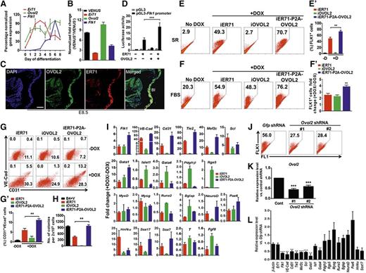 Figure 2. OVOL2 enhances ER71-mediated FLK1+ cell generation, as well as hematopoietic and endothelial cell lineage development. (A) Expression of Er71, Ovol2, and Flk1 in ESC differentiation. The expression in each day point was normalized against Gapdh and 100% denotes the level where its maximum expression was reached. (B) VENUS+ cells and VENUS− cells from E8.5 ER71-VENUS embryos were subjected to qRT-PCR analysis. (C) E8.5 embryos were sectioned and subjected to immunohistochemical analysis of OVOL2 (green) and ER71 (red). DAPI (blue) was used for nucleus staining. Scale bar, 100 µm. (D) Synergistic activation of Flk1 promoter by ER71 and OVOL2. Expression constructs were transfected into 293T cells with pGL3 or pGL3-Flk1 promoter-luciferase reporter plasmids. The relative luciferase activity was gained by normalizing Firefly luciferase activity to Renilla luciferase activity at 48 hours posttransfection (***P < .001). (E-F) iER71, iOVOL2, and iER71-OVOL2 ESCs were differentiated either in a serum-free medium for 4 days (E), or in a serum-containing medium for 3.5 days (F), and subjected to fluorescence-activated cell sorter (FACS) analysis. Numbers in the plots denote the percentages of FLK1+ cells. DOX was added at D2 and D1 in a serum-free or a serum-containing differentiation medium, respectively. (E’) The percentage of FLK1+ cells in iER71, iOVOL2, and iER71-OVOL2 differentiated in a serum-free condition in the absence (-D) or presence (+D) of DOX. Results are mean ± SEM from 3 replications (**P < .01). (F’) Fold change of the generation of FLK1+ cells in ESCs after DOX treatment (+DOX/-DOX) in a serum-containing media. Results are mean ± SEM from 3 replications (**P < .01). (G, G’) FACS analysis for CD31/PECAM1 and VE-Cad in D6.5 EBs. iER71, iOVOL2, and iER71-OVOL2 ESCs differentiated in a serum-containing medium were treated with DOX at D3.5, followed by FACS analysis for CD31 and VE-Cad at D6.5 (**P < .01). (H) Hematopoietic replating assay. iER71, iOVOL2, and iER71-P2A-OVOL2 ESCs differentiated in a serum-free condition were treated with DOX at D3 and subjected to hematopoietic replating assay at D6. Colonies were counted 4 days later. B4, BMP4; V, VEGF-A. Results are mean ± SEM from 3 replications (**P < .01). (I) Gene expression profiling in D3.5 EBs overexpressing either ER71 (iER71) or OVOL2 (iOVOL2), or both ER71 and OVOL2 (iER71-P2A-OVOL2) in a serum-containing medium. DOX was added at D1 and RNA was prepared at D3.5. Expression of each gene was normalized against Gapdh, and the fold change of its expression level (+DOX/-DOX) was calculated. (J-L) iER71 ESCs infected with lentiviral shRNA particles against Ovol2 or Gfp control were differentiated in a serum-containing medium, and subjected to FACS analysis for FLK1 (J), and qRT-PCR for Ovol2 (K) (***P < .001). (L) Gene expression analysis in D3.5 EBs that had been infected with lentiviral particles of Ovol2 shRNAs (**P < .01; ***P < .001).