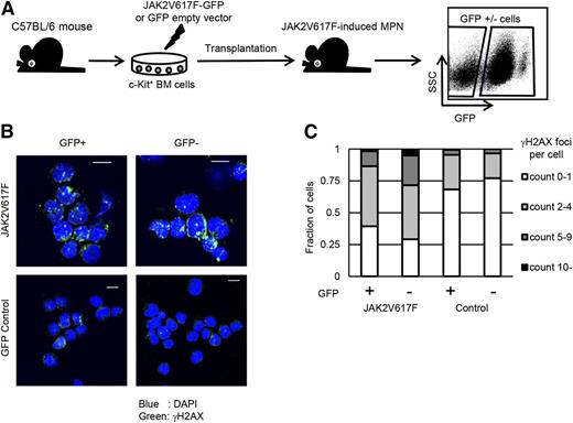 Figure 1. JAK2V617F-harboring bone marrow cells induce DNA damage response in neighboring normal cells in a paracrine manner. (A) Schematic representation of the following experiments. Murine bone marrow c-Kit+ cells were retrovirally transduced with JAK2V617F-IRES-GFP or control GFP and transplanted into sublethally irradiated mice. The reconstituted bone marrow cells were sorted on the basis of GFP positivity. SSC, side scatter. (B) Representative immunofluorescence images for γH2AX foci formation (Alexa Fluor 647: green) in GFP+/−Lin–c-Kit+ cells in the MPN or control bone marrows. Nuclei were stained with 4,6 diamidino-2-phenylindole (DAPI) (blue). (C) Average distribution of the numbers of γH2AX foci per nucleus is shown. More than 100 cells were counted in individual specimens. Experiments were performed for 3 mice in each model. Scale bars: 10 μm.