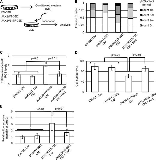 Figure 2. JAK2V617F+ hematopoietic cells induce DNA damage response in normal cells via paracrine signaling. (A) Schematic representation of the following experiments. EV-32D, JAK2WT-32D, and JAK2V617F-32D cells were cultured at a concentration of 1 × 106 cells per milliliter for 24 hours, and parental 32D cells were incubated at a concentration of 1 × 105 cells per milliliter with CM. (B) Immunofluorescence staining of γH2AX foci formation in parental 32D cells incubated with EV-32D CM, JAK2WT-32D CM, and JAK2V617F-32D CM with or without 1 mM of N-acetylcysteine (NAC). Distribution of the numbers of γH2AX foci per nucleus is shown. More than 100 cells were counted in each specimen. (C) Intracellular levels of ROS were measured by 2′,7′-dichlorodihydrofluorescein diacetate (H2DCFDA) assay following incubation of parental 32D cells with each CM with or without 1 mM NAC for 24 hours. Average mean fluorescein isothiocyanate (FITC) fluorescence intensity is shown (n = 3 each). (D) Relative cell numbers of parental 32D cells 36 hours after incubation with each CM with or without 1 mM NAC (n = 4 each). (E) Immunofluorescence staining of 8-hydroxy-2-deoxyguanosine (8-OHdG) in parental 32D cells incubated with EV-32D CM, JAK2WT-32D CM, and JAK2V617F-32D CM with or without 1 mM of NAC. Average fluorescence intensity of intranuclear 8-OHdG is shown. More than 100 cells were counted in each specimen. Error bars indicate standard deviation (SD).