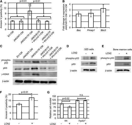Figure 5. Lipocalin-2 suppresses normal hematopoietic cell growth through activation of the p53 pathway. (A) Average percent increase of apoptosis in parental 32D cells treated with each CM (n = 3 each). (B) Quantitative real-time PCR analysis of a subset p53 target genes in 32D cells treated with 32D-JAK2V617F CM relative to those with EV-32D CM (n = 3). (C) Immunoblotting of p53 and phospho-p53 in 32D cells incubated with CM of EV-32D, JAK2WT-32D, or JAK2V617F-32D with or without shRNA against Lcn2. (D-E) Immunoblotting of p53 and phospho-p53 in (D) 32D cells and (E) murine bone marrow c-Kit+ cells with or without exposure to 100 ng/mL lipocalin-2. (F) Average percent increase of apoptosis in murine bone marrow c-Kit+ cells when treated with 100 ng/mL lipocalin-2. (G) Relative cell numbers of wild-type or Trp53-deficient murine bone marrow c-Kit+ cells after 36 hours incubation with or without 100 ng/mL lipocalin-2 (n = 3 each). Error bars indicate SD. n.s., not significant.