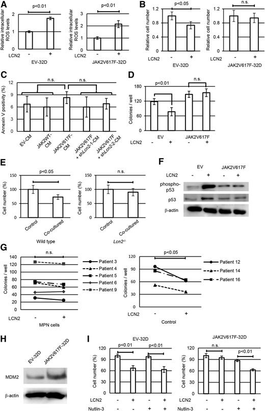 Figure 6. JAK2V617F+ cells escape from lipocalin-2–induced growth suppression resulting from attenuated p53 activation. (A) Intracellular levels of ROS in 32D cells transduced with Kusabira-Orange empty vector or JAK2V617F-IRES-Kusabira-Orange were measured by H2DCFDA dye assay following exposure to 100 ng/mL recombinant lipocalin-2 for 24 hours. Average mean FITC fluorescence intensity is shown (n = 4 each). (B) Relative numbers of 32D cells with empty vector or JAK2V617F after 36 hours incubation with or without 100 ng/mL lipocalin-2 (n = 4 each). (C) Average apoptotic cell ratio in JAK2V617F-32D cells treated with each CM (n = 4 each). (D) Colony-forming cell assay for Lcn2-deficient murine bone marrow c-Kit+ cells transduced with empty vector or JAK2V617F with or without 100 ng/mL lipocalin-2 (n = 4 each). (E) Relative cell numbers of normal bone marrow c-Kit+ cells 48 hours after incubation with wild-type or Lcn2−/− bone marrow cells transduced with JAK2V617F-IRES-GFP (n = 4 each). In coculture experiments, the number of normal bone marrow cells was counted by multiplying the total number of cells by the fraction of GFP– cells. (F) Immunoblotting of p53 and phospho-p53 in Lcn2-deficient murine bone marrow c-Kit+ cells transduced with empty vector or JAK2V617F with or without 100 ng/mL lipocalin-2. (G) Colony-forming cell assay for bone marrow CD34+ cells from patients with MPN and non-MPN control patients with or without 1 μg/mL recombinant lipocalin-2. Cells were seeded in semisolid medium (Methocult H4434 Classic; StemCell Technologies). The total numbers of colonies per 1000 cells are shown. The colony numbers were compared between wells with or without lipocalin-2 by using paired Student t tests. Detailed patient characteristics are described in supplemental Table 3. (H) Immunoblotting of MDM2 in 32D cells with empty vector or JAK2V617F. (I) Relative cell numbers of 32D cells with empty vector or JAK2V617F after 36 hours incubation with or without 100 ng/mL lipocalin-2 and 0.5 μM nutlin-3 (n = 4 each). Error bars indicate SD.