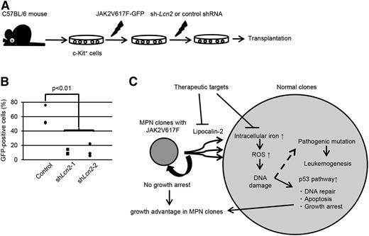 Figure 7. Lipocalin-2 abundantly secreted from JAK2V617F+ cells confers growth advantage to MPN cells. (A) Schematic representation of the following experiments. Murine bone marrow c-Kit+ cells were retrovirally transduced with JAK2V617F followed by shRNA against Lcn2 or control shRNA and transplanted into sublethally irradiated mice. (B) Repopulated GFP+ cells within bone marrow mononuclear cells were analyzed 6 weeks after transplantation. Three mice were analyzed for each shRNA. (C) Proposed mechanisms whereby JAK2V617F+ clones induce paracrine DNA damage and acquire clonal dominance via secretion of lipocalin-2.