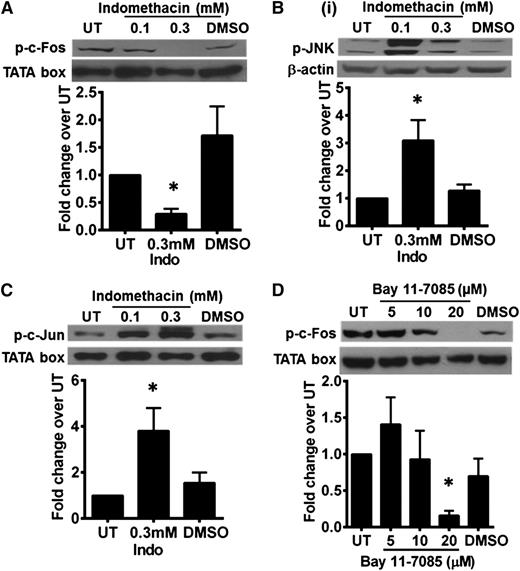 Figure 7. Expression of phosphorylated c-Fos in HRS cells is regulated by NF-κB and COX pathways. (A) Phosphorylated c-Fos expression in KM-H2 cells was reduced by treatment with 0.3 mM indomethacin. There was a concurrent increase in (B) phosphorylated-JNK and (C) phosphorylated-c-Jun expression. (D) KM-H2 cells treated with 20 μM of BAY11-7085 showed a similar reduction in phosphorylated-c-Fos expression. The TATA box served as a nuclear protein loading control. β-Actin served as a cytoplasmic protein loading control. Western blot shown is a representative of 3 independent experiments. Band density quantification was carried out using ImageJ 1.48 software (National Institutes of Health). Density of the protein band for each condition was first normalized to respective loading control, and then fold change over untreated (UT) control cells was determined. Values shown are the mean ± SEM from 3 different experiments. *Significant difference compared with UT KMH2 cells at P ≤ .05.