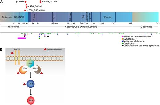 Figure 2. MAPK pathway mutations identified in LCH patients. (A) Location of somatic MAP2K1 mutations identified in LCH patients in this study (top) and reported in other malignancies in the COSMIC database and recent literature (bottom). Also depicted in black are germ-line mutations observed in cardio-facio-cutaneous (CFC) syndrome. Triangles and bars indicate missense and in-frame deletion mutations, respectively. Figure not to scale. (B) Somatic mutations identified in multiple MAPK pathway members in LCH patients. C, carboxyl; D, docking; Mg, magnesium positioning loop; N, peptidyl; NES, nuclear export signal; NRR, negative regulatory region; P, phosphate binding; Pro, proline.