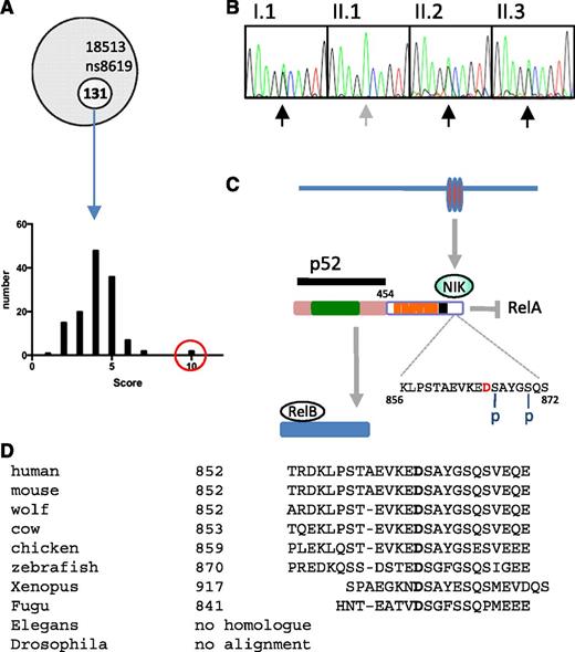 Figure 4. NFKB2 mutation. (A) Frequency histogram of novel alleles according to filter based on tissue expression, phenotype of mice with mutations in orthologs, disease association, GO, and PolyPhen-2 scores (NFKB2 in red circle). (B) Sanger sequencing of NFKB2 (according to pedigree in Figure 1). (C) Summary of p100 processing. Amino acid D in red indicates the location of D865G mutation, which is adjacent to one of the N-terminal phosphorylation sites (S866). Rel homology domain (green), ankyrin repeat domains (orange), death domain (black). (D) Conservation of mutated residue of NF-κB2.