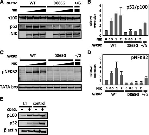 Figure 5. Effect of D865 > G mutation on NIK-induced p100 processing and serine phosphorylation. (A-B) HEK293 cells were co-transfected with expression vectors encoding wild-type (WT) or D865 > G mutant NFKB2 together with varying amounts of MAP3K14 expression vector encoding NIK. (B) Summary of relative expression of p100 and p52 determined as determined in (A). Results were normalized to the ratio in the absence of NIK. (C-D) Phosphorylation of serines 867 and 870 in response to increasing dose of NIK. (D) Summary of phospho-NFKB2 as determined in (C). TATA box was used as a loading control. (E) p100 processing in response to CD40L in dendritic cells generated in vitro from PBMCs from I.1 or a healthy control.