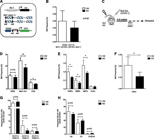 Figure 1. Stromal cell heparan sulfate controls HSPC localization in the BM. (A) Schematic overview of the breeding strategy to facilitate prospective isolation of CD45− Ter119− Mx1+ cells. Control and mutant mice were bred into a Rosa-YFP strain. (B) BM analysis showing contribution to CD45− Ter119− Mx1+ CD105+ CD140+ Sca1+ stromal stem cells in control and mutant mice. (C) Schematic overview of experimental design. (D-H and Figure 2A-H) Data collected 24 weeks after pIpC induction. (D-F) BM analysis showing (D) contribution to B cells (B220), myeloid cells (Mac1 and Gr1), and T cells (CD3); (E) committed myeloid (CMP, GMP, and MEP) and common lymphoid progenitors; and (F) to LKS CD48−CD150+ HSCs. (G) Apoptosis in the BM KLS CD48−CD150+ cell population. (H) Cell cycle analysis of BM KLS CD48−CD150+ HSCs; cells in G0, G1, and S-G2-M phases of the cell cycle are shown. CMP: Lin−cKit+Sca1−CD34+CD16/32−; GMPs: Lin−cKit+Sca1−CD34+CD16/32+; MEPs: Lin−cKit+Sca1−CD34−CD16/32−; common lymphoid progenitors: Lin−cKitlowSca1lowCD127+. Data are representative of at least 3 independent experiments; n = 5 to 8 mice per genotype per experiment. Data are represented as mean ± SD. * P < .05; ** P < .01. Ctrl, control; KO, knockout.