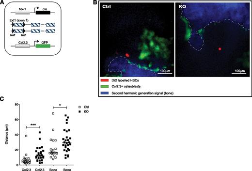 Figure 3. Heparan sulfate modulates HSCs microanatomical positioning. (A-C) Relative positioning of HSCs in the BM cavity. (A) Control and mutant mice were bred into a strain expressing GFP under the Col2.3 promoter labeling osteoblastic cells. (B) Representative pictures of the BM cavity of control and mutant mice injected with equal numbers of DiD-labeled HSCs (red); blue, second-harmonic generation signal (bone); green, Col2.3GFP (osteoblasts). Scale bars, 100 μm. (C) Distances of LKS CD48−CD150+ HSCs 24 hours after transplantation, from Col2.3GFP cells (left) and endosteal surface (right) in micrometers. Data represent 2 independent experiments; n = 2 mice per genotype per experiment. Data are represented as mean ± SD. *P < .05; **P < .01; ***P < .001.