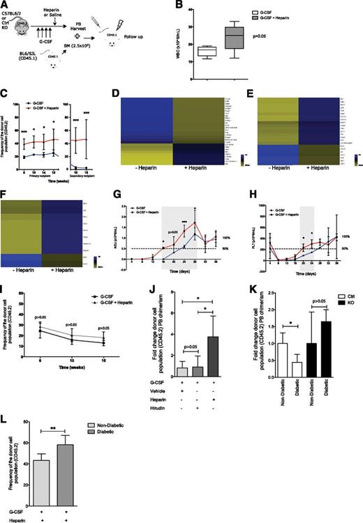Figure 5. Pharmacological inhibition of heparan sulfate proteoglycans induces HSPC mobilization. (A) Schematic overview of experimental design. (B) Peripheral WBC counts in C57BL/6J (CD45.2) mice receiving G-CSF or G-CSF plus heparin. (C) Total donor (CD45.2) reconstitution of G-CSF or G-CSF plus heparin mobilized PB from C57BL/6J (CD45.2) transplanted into lethally irradiated CD45.1 congenic recipients. CD45.1 BM cells were transplanted for radioprotection in equal numbers in both groups. The break in the X-axis represents serial BM transplantation into lethally irradiated recipients. (D-F) Clustering of genes differentially expressed in fluorescence-activated cell sorter sorted HSPCs (Lin−, cKit+, Sca1+) from PB upon G-CSF (n = 1) or G-CSF plus heparin (n = 2) induced mobilization showing changes in (D) cell adhesion genes, (E) cell proliferation genes, and (F) growth regulation genes. Blue and yellow represent higher and lower expression, respectively. (G-H) Noncompetitive transplantation of G-CSF or G-CSF plus heparin mobilized PB into lethally irradiated recipients showing (G) neutrophil and (H) platelet recovery. Gray shadowed area represents the window of time in which the recovery time differed between groups. (I) Total donor (CD45.2) reconstitution of G-CSF or G-CSF plus heparin mobilized PB from Ext1 mutant mice transplanted into lethally irradiated CD45.1 congenic recipients. CD45.1 BM cells were transplanted for radioprotection in equal numbers in both groups. (J) Relative PB reconstitution, 16 weeks after transplantation, of recipient CD45.1 mice transfused with PB from C57BL/6J mice (CD45.2) receiving G-CSF and heparin or G-SCF and hirudin. Recipient mice were lethally irradiated and received CD45.1 cells for radioprotection. (K-L) Ext1/heparan sulfate genetic deletion and pharmacological inhibition rescue type 1 diabetes-induced mobilopathy. Relative PB reconstitution, 16 weeks after transplantation, of recipient mice transfused with (K) G-CSF mobilized PB from nondiabetic and diabetic control and mutant mice (4 groups in total) or (L) G-CSF plus heparin mobilized PB from nondiabetic and diabetic C57BL/6J mice. For the transplants, lethally irradiated CD45.1 animals were used as recipients. CD45.1 BM was used in equal numbers for radioprotection. Data are representative of at least 2 independent experiments; n = 5 to 8 mice per genotype per experiment. In mobilization experiments, PB was collected from at least 5 mice per experimental group. Data are represented as mean ± SD or median ± interquartile range. *P < .05; **P < .01; ***P < .001.