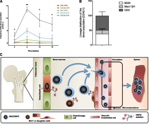 Figure 7. Mx1+ stromal cells control engraftment of transplanted HSPCs. (A) Total PB reconstitution of nonconditioned control recipient mice (infused with 106 and 8 × 106 CD45.1 congenic BM cells) and mutant recipient mice (infused with 106, 4 × 106, and 8 × 106 CD45.1 congenic BM cells). (B) PB analysis 16 weeks after nonconditioned transplantation of 8 × 106 CD45.1 congenic BM cells into Ext1 mutant recipient mice showing the contribution to B cells (B220), myeloid cells (Mac1 and Gr1), and T cells (CD3). (C) Proposed model for the functional role of Ext1/HSPG in the niche. Data are representative of 2 independent experiments; n = 5 to 8 mice per genotype. Data are represented as mean ± SD. *P < .05; **P < .01.